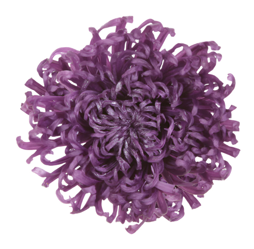Anastasia purple