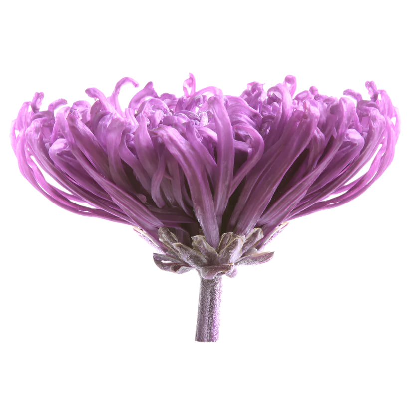 Anastasia purple