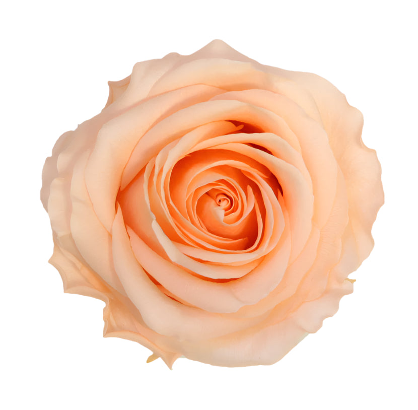 Queen rose head peach