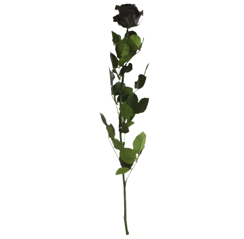 Black rose with stem standard