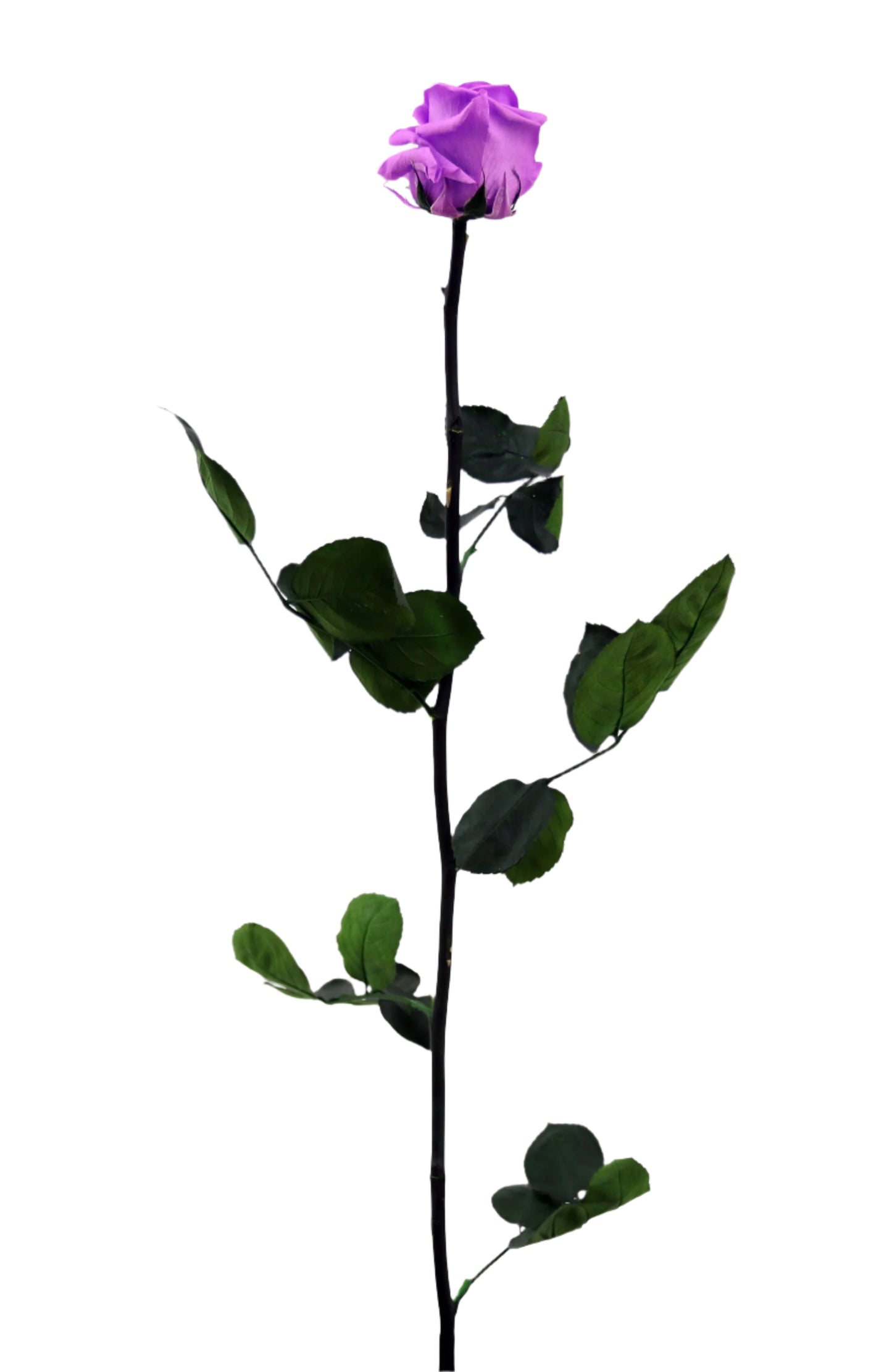 Bright lilac rose with stem standard