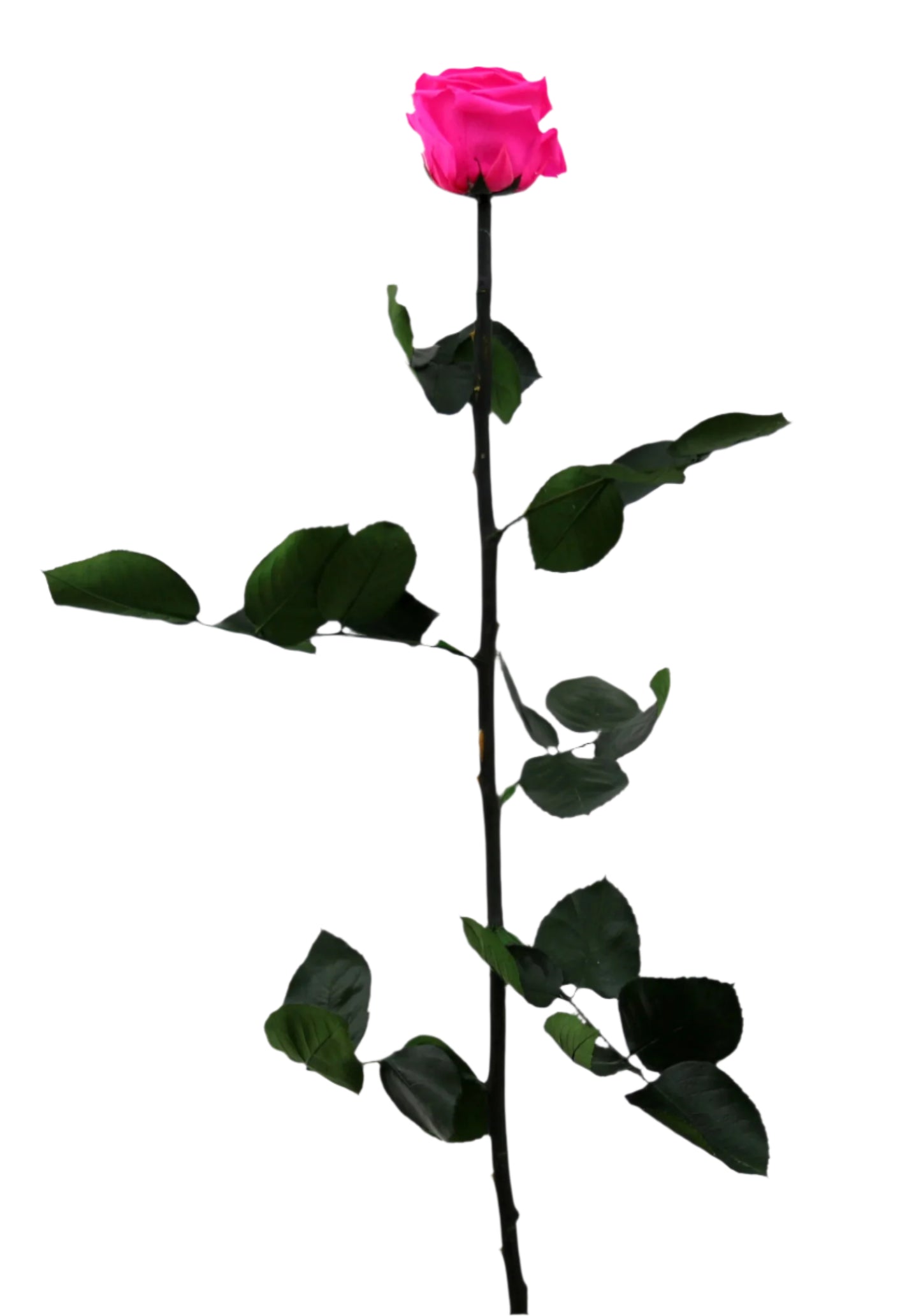 Bright pink rose with stem standard