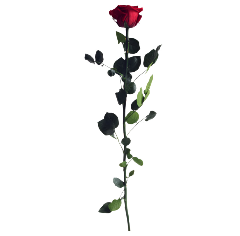 Burgundy rose with stem standard