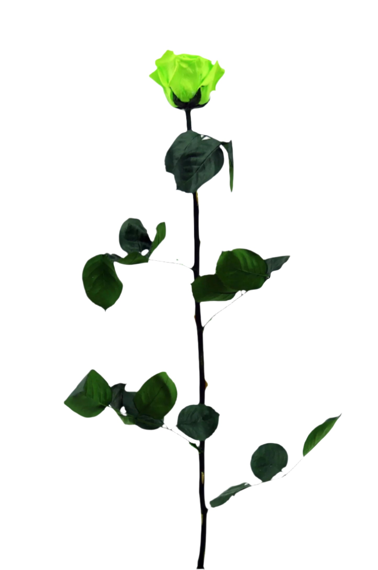 Lime green rose with stem standard