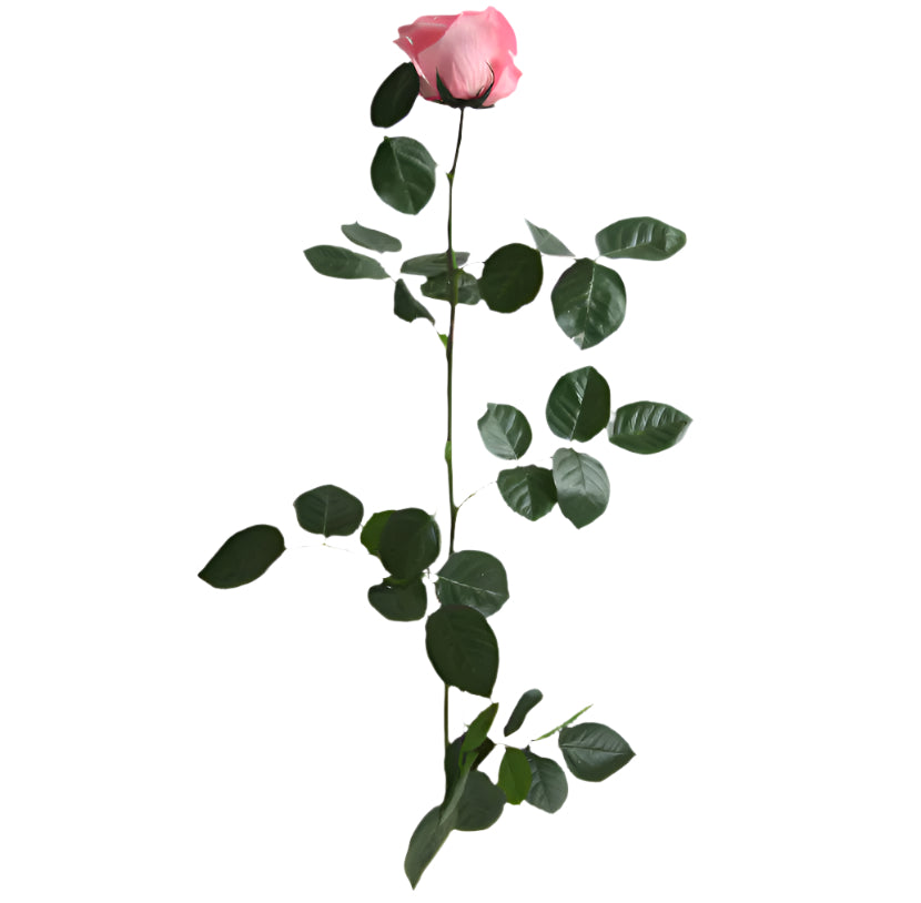Pastel pink rose with stem standard