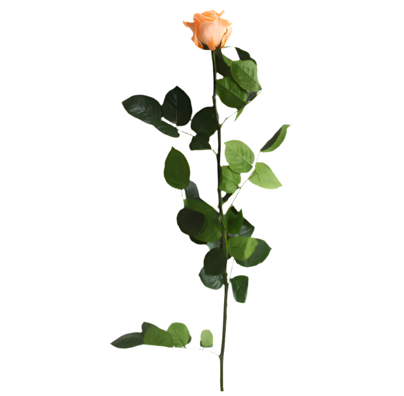 Peach rose with stem standard