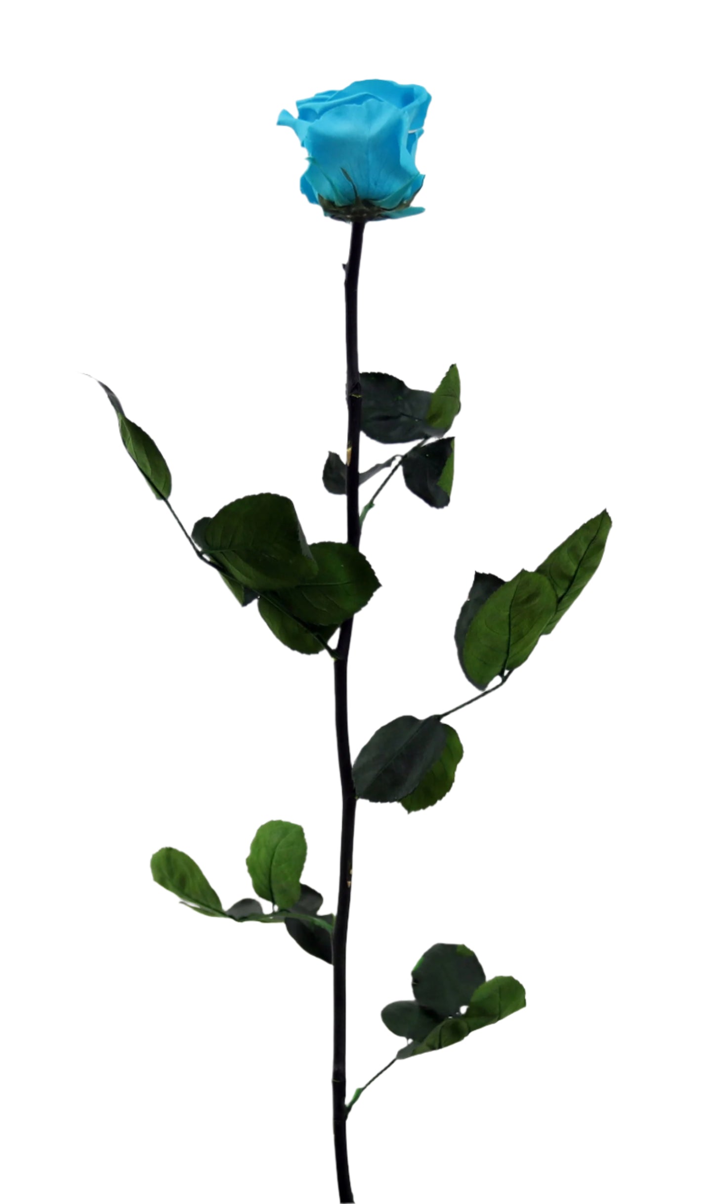 Turquoise rose with stem standard
