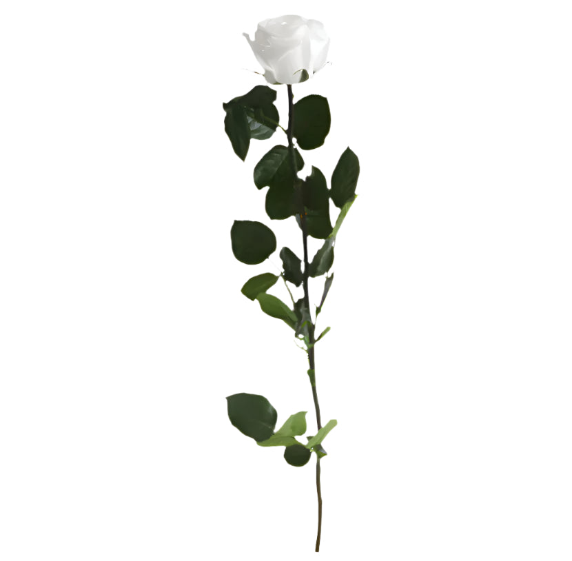 White rose with stem standard