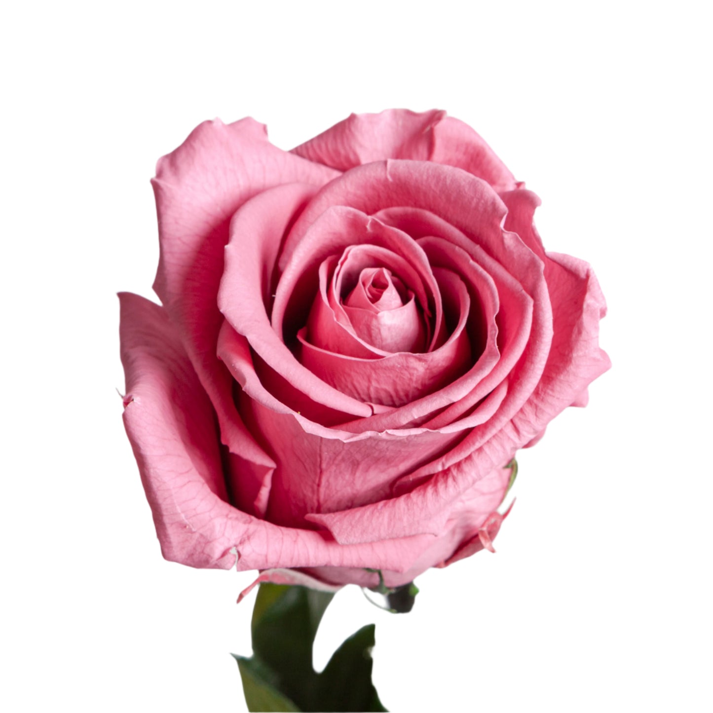 Cherry vintage rose head