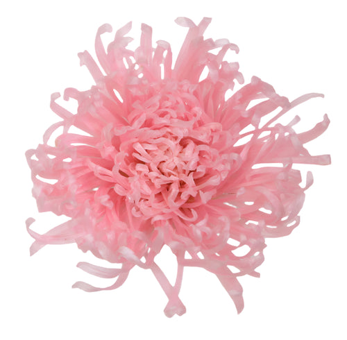 Anastasia pastel pink