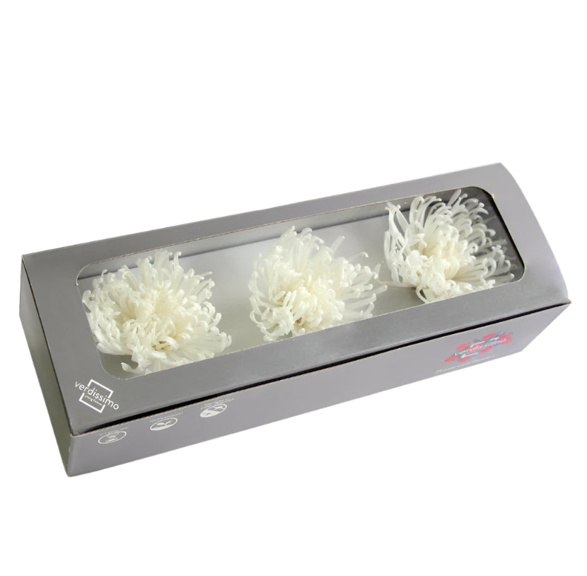 Three white anastasia heads in a box