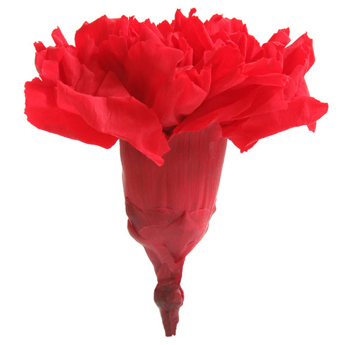 Red carnation without stem