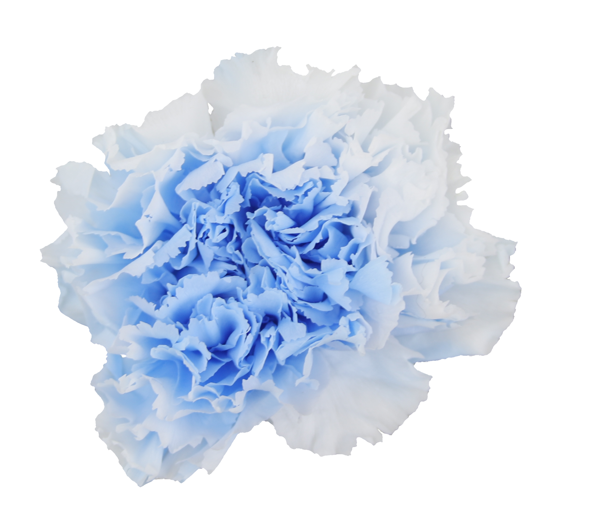 Duet white and blue carnation heads without stem