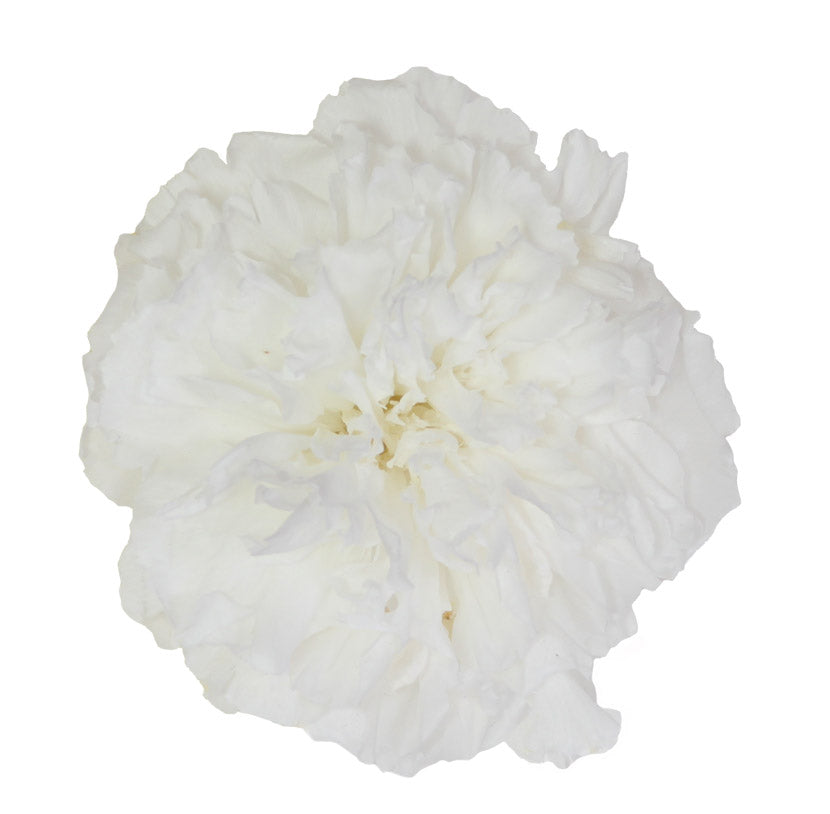 White carnation head without stem