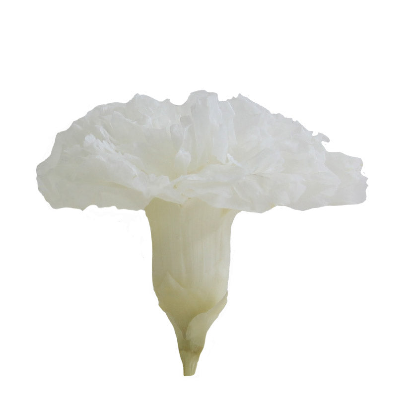 White carnation without stem
