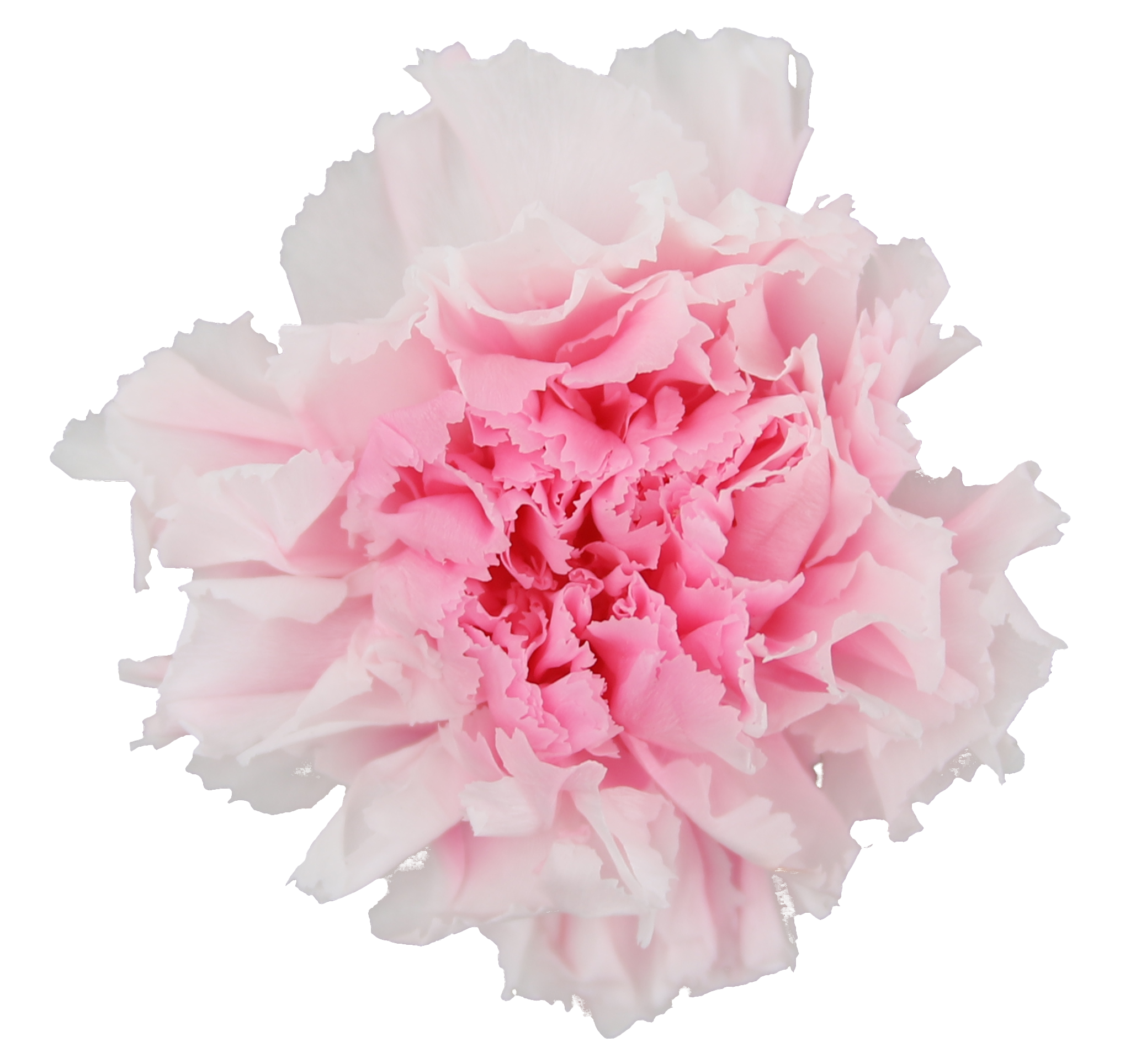 Duet white and pink carnation heads without stem