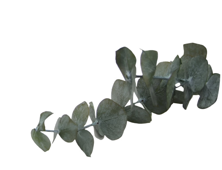 Baby blue eucalyptus