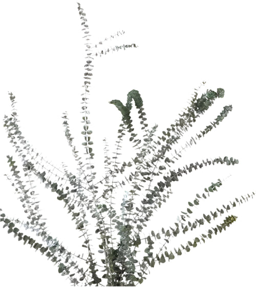 Baby blue eucalyptus