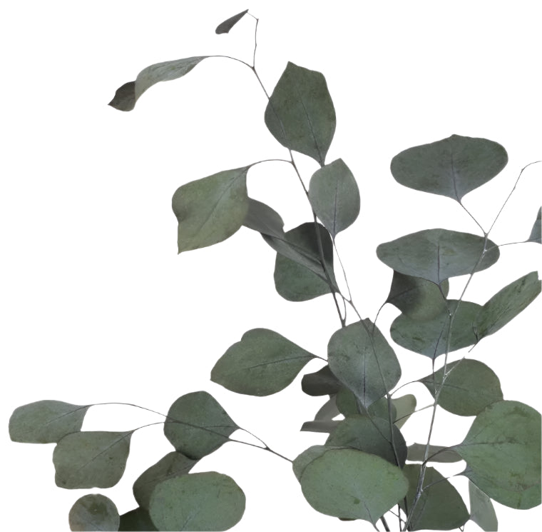 Populus eucalyptus green