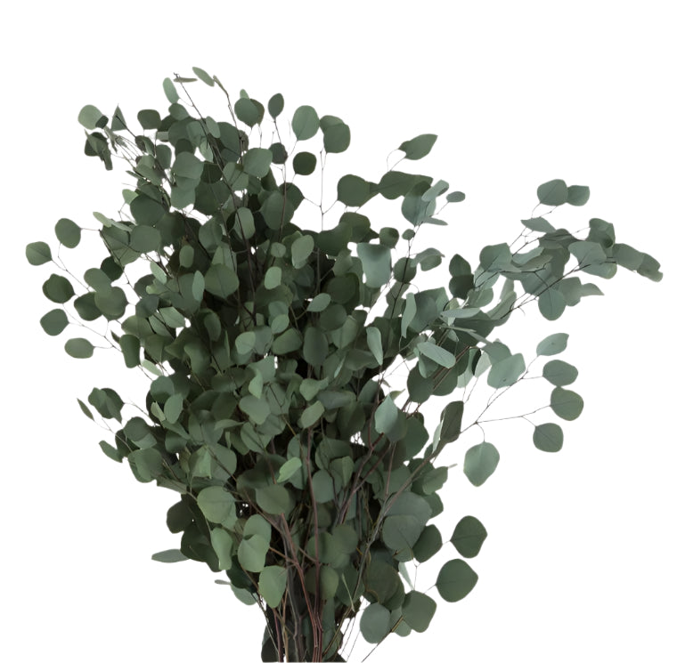 Populus eucalyptus green