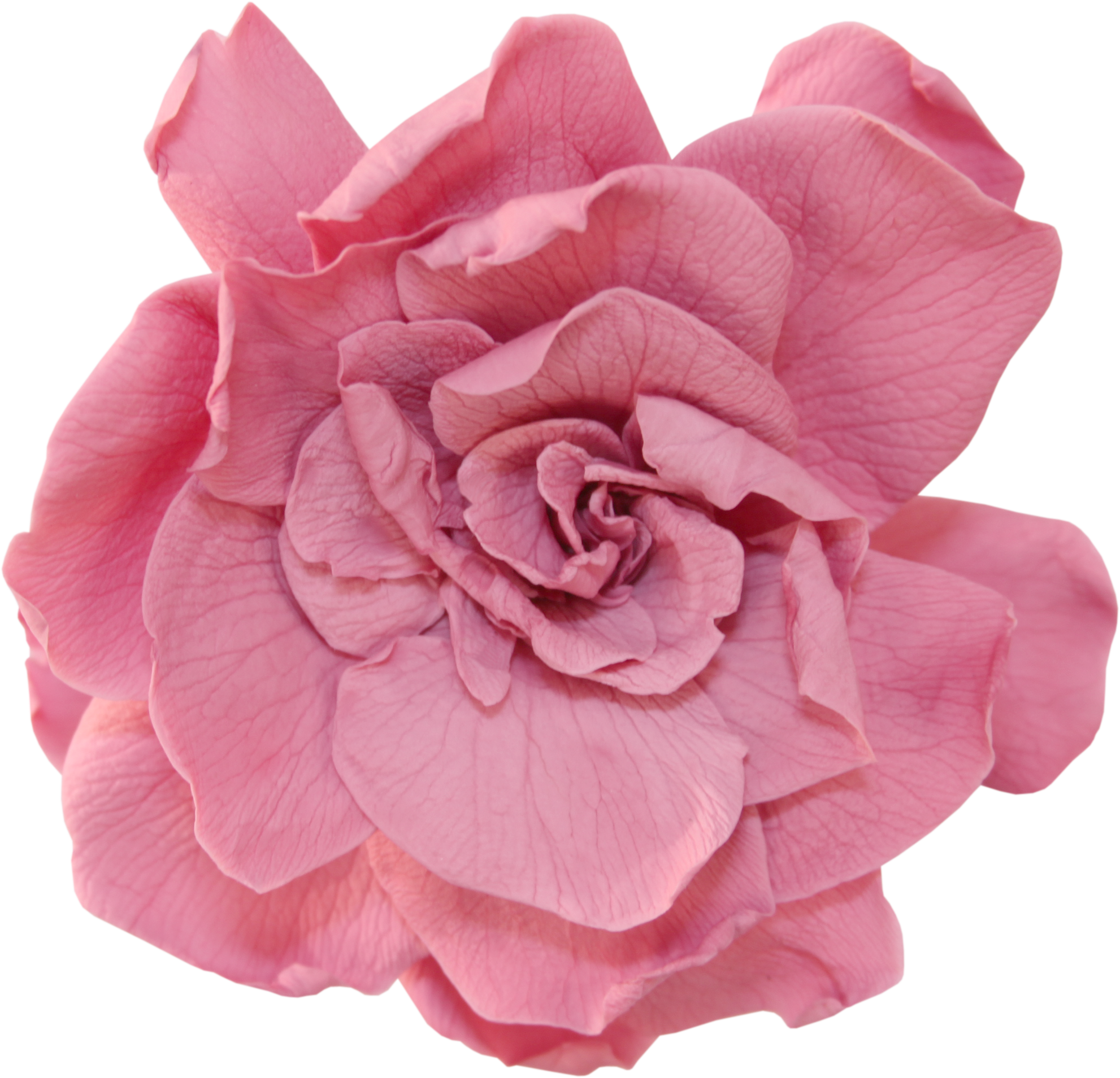 Cherry blossom gardenia head