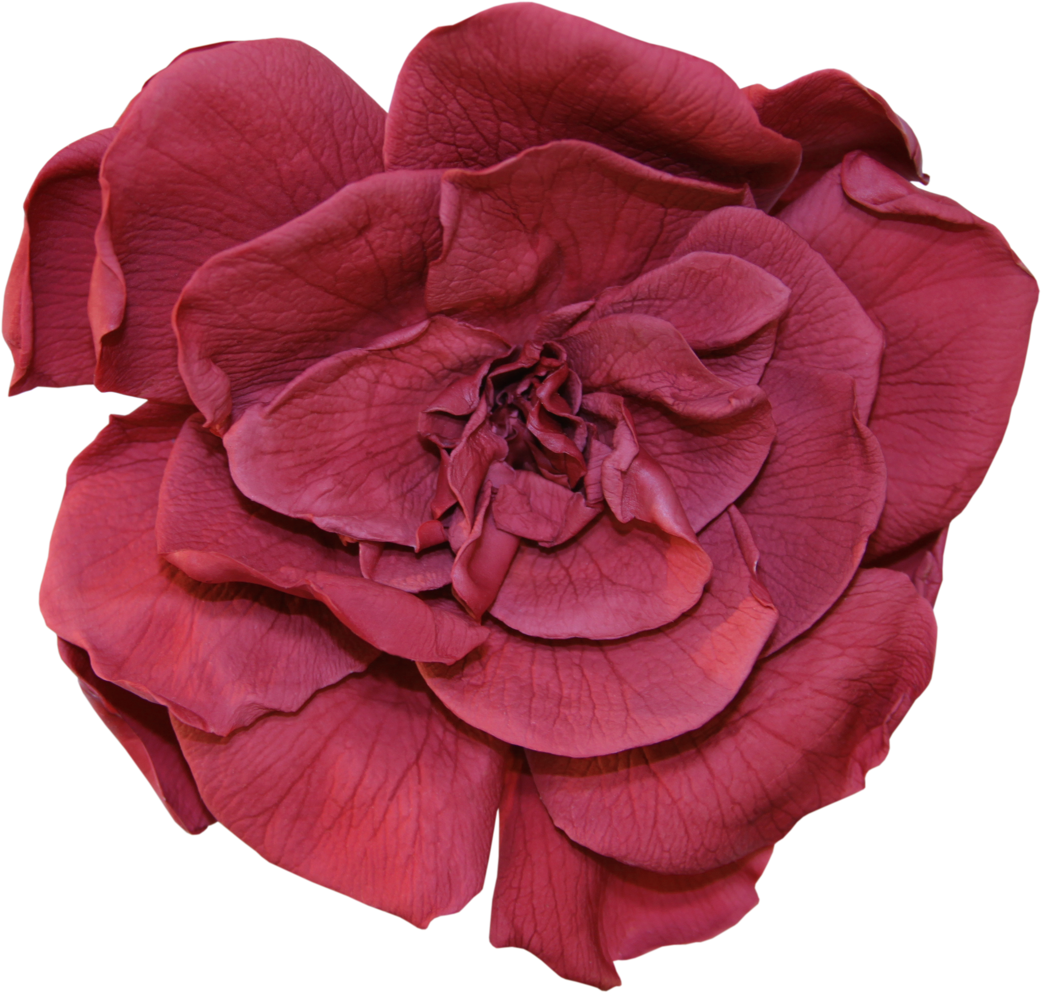 Cranberry gardenia head