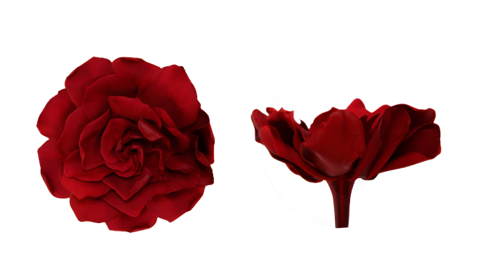 Dimensions gardenia
