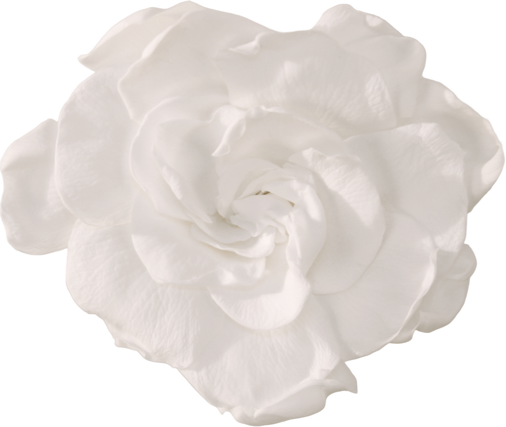White gardenia head