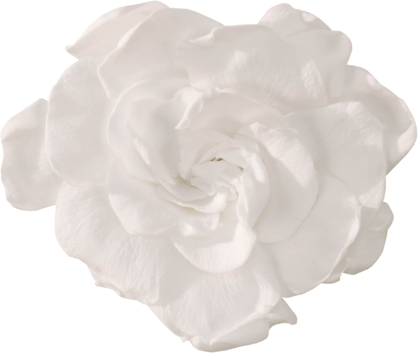 White gardenia head
