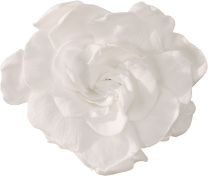 White gardenia head