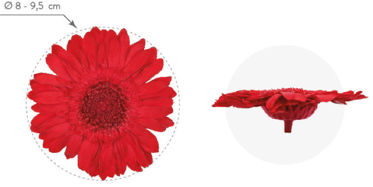 Dimensions gerbera