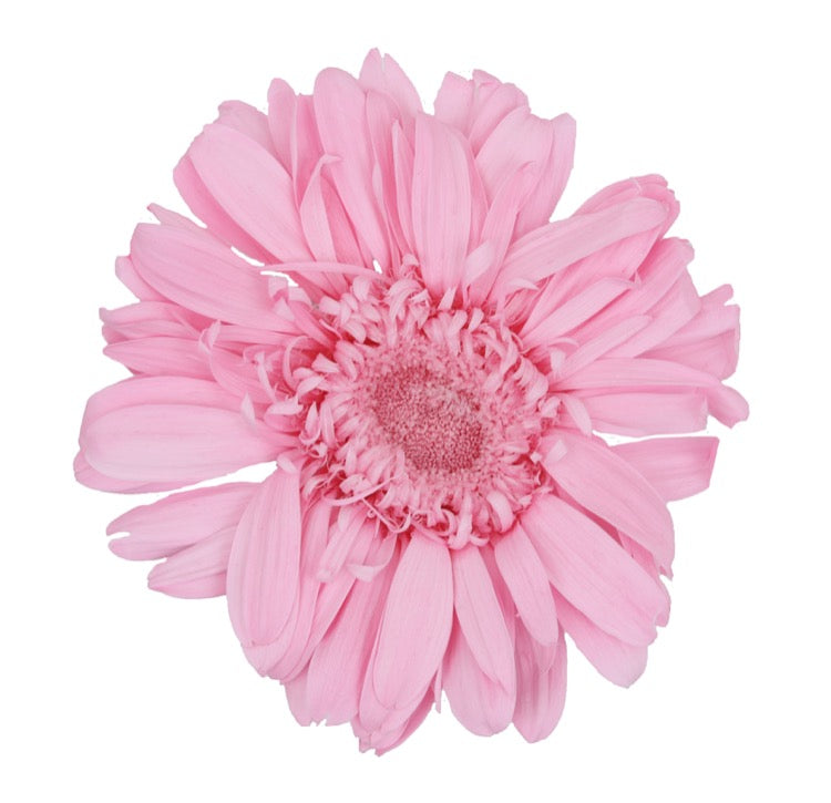 Pastel pink gerbera head standard
