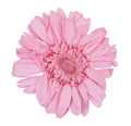 Pastel pink gerbera head standard