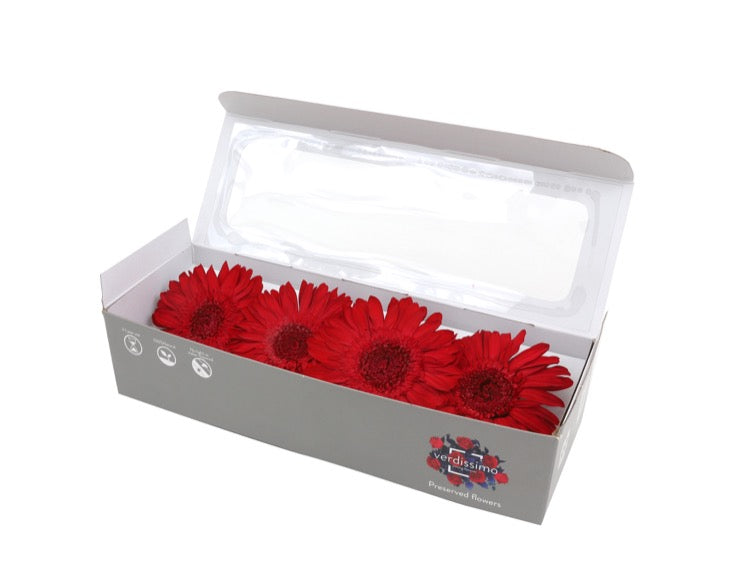 Red gerbera head in a box