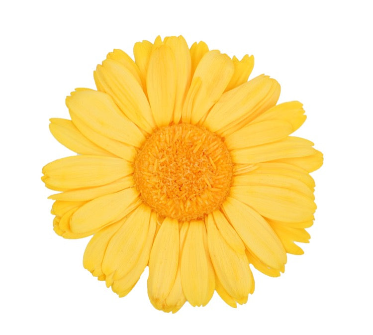 Warm yellow gerbera head standard