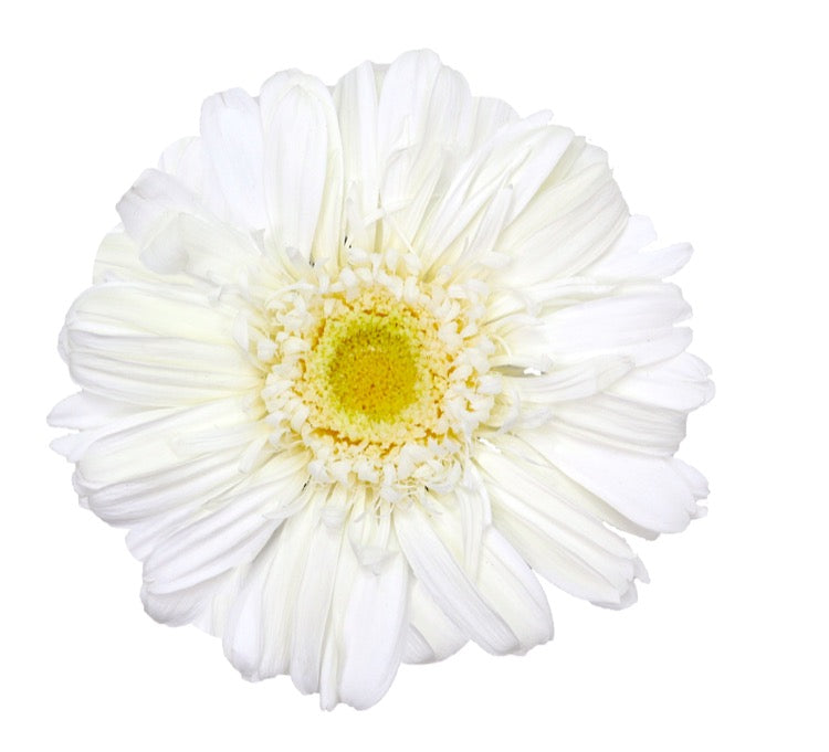 White gerbera head standard