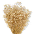 Gypsophila
