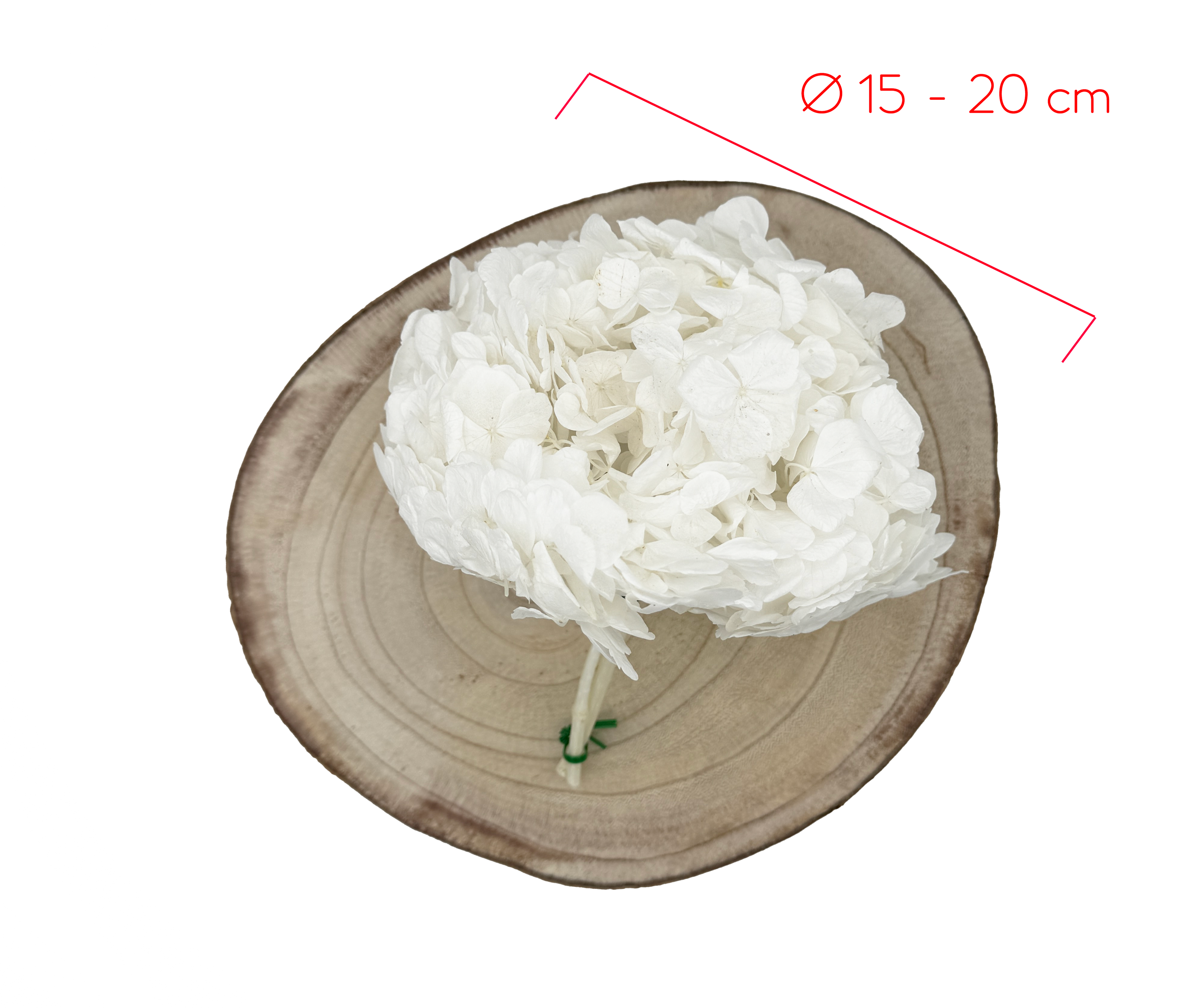 Hydrangea dimensions