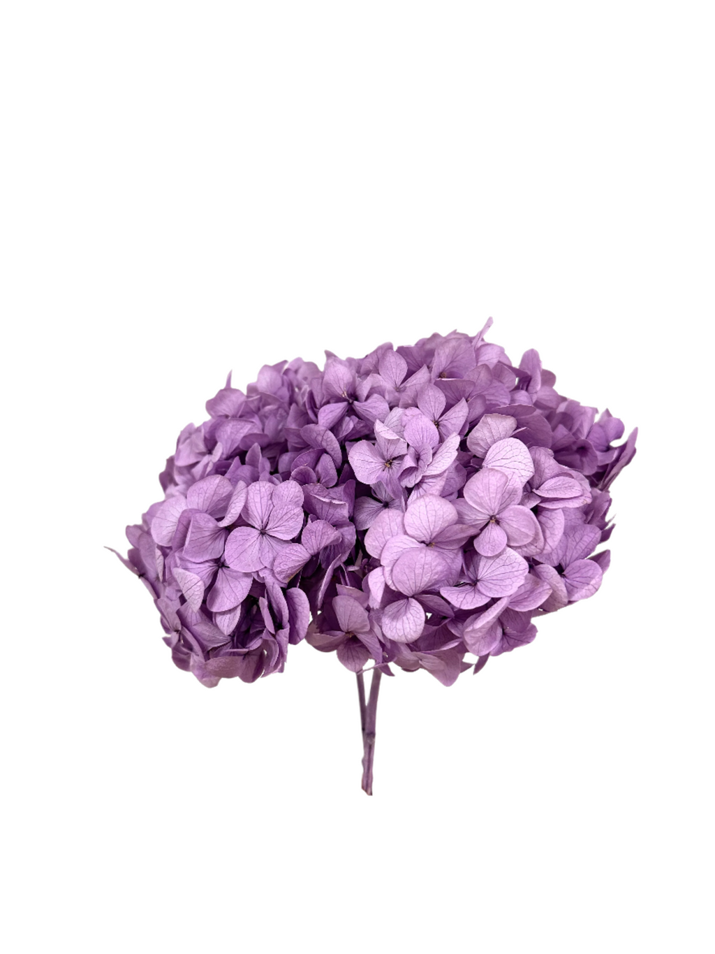Lavander premium hydrangea