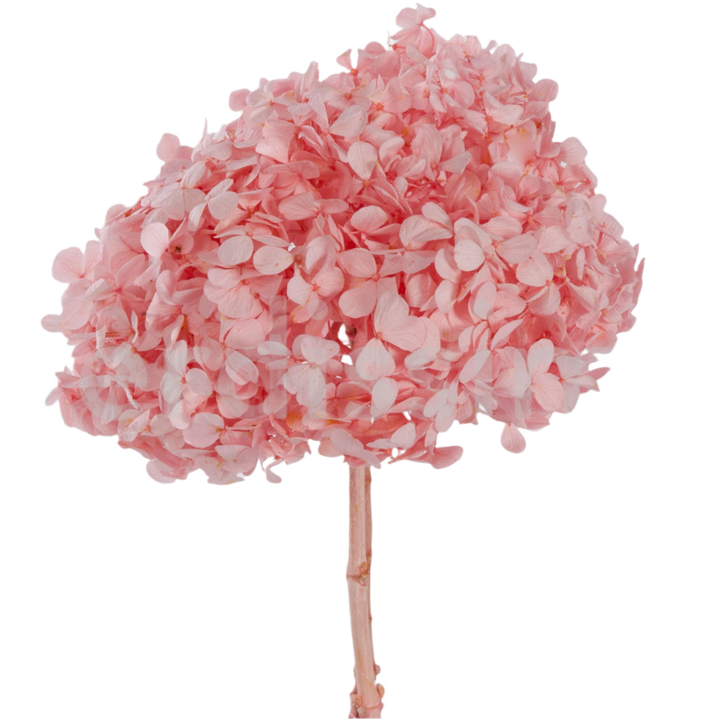 Premium pastel pink hydrangea