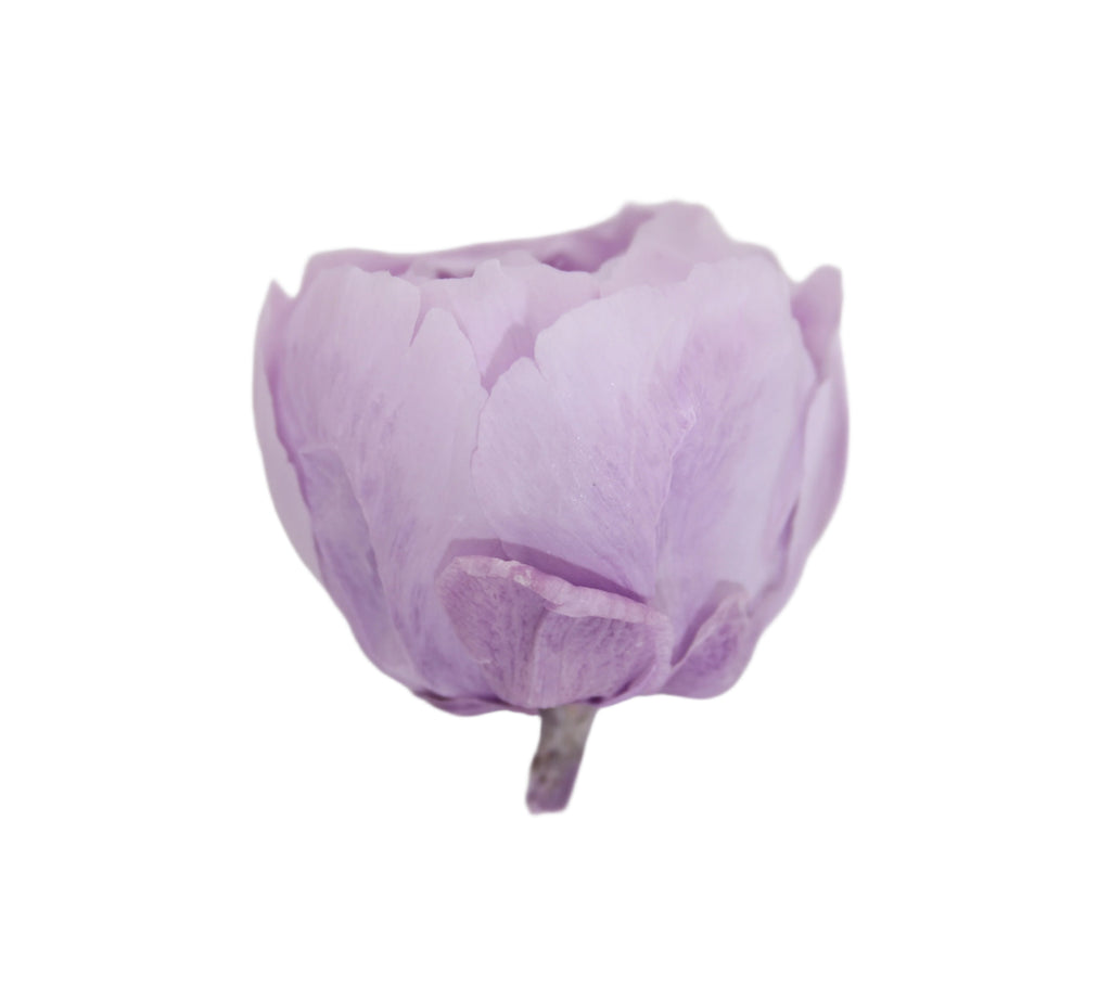 Lilac peony head