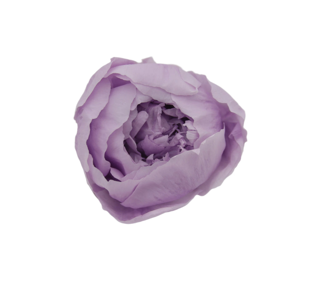 Lilac peony head
