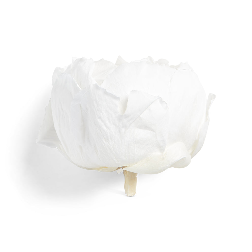 White peony head