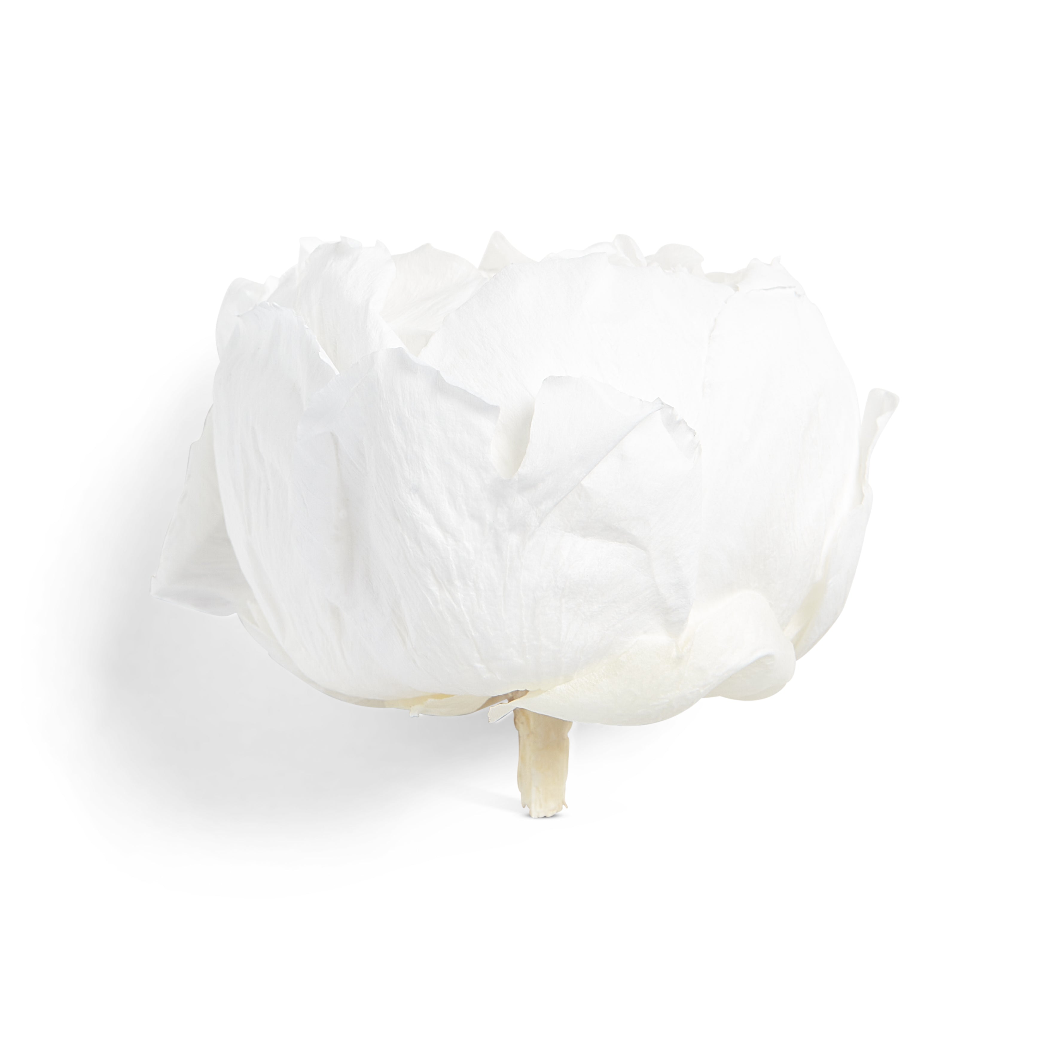 White peony head