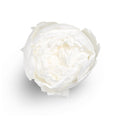 White peony head