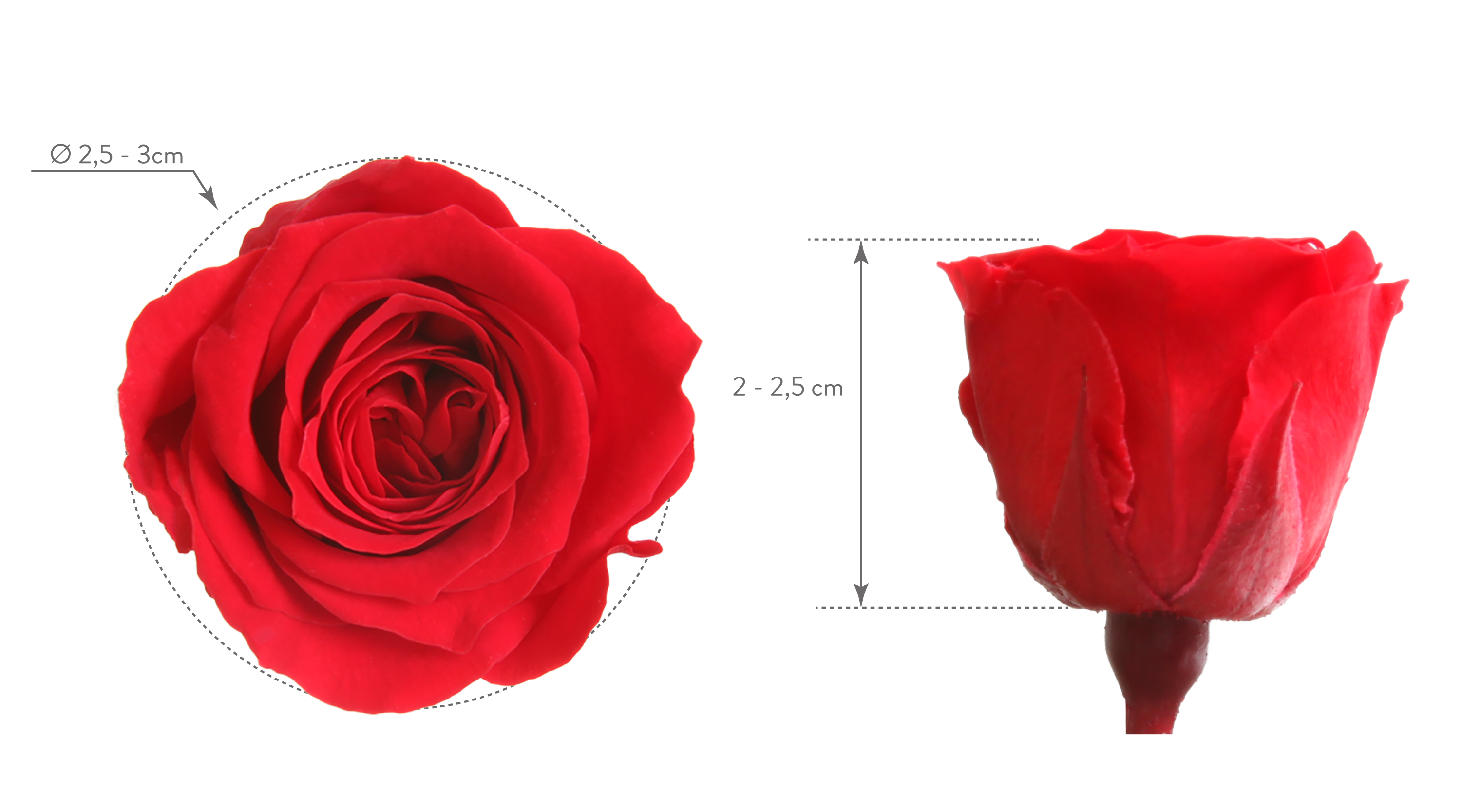 Princess rose head dimensions