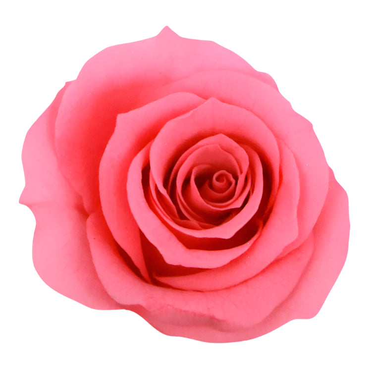 Pastel pink princess mini rose head