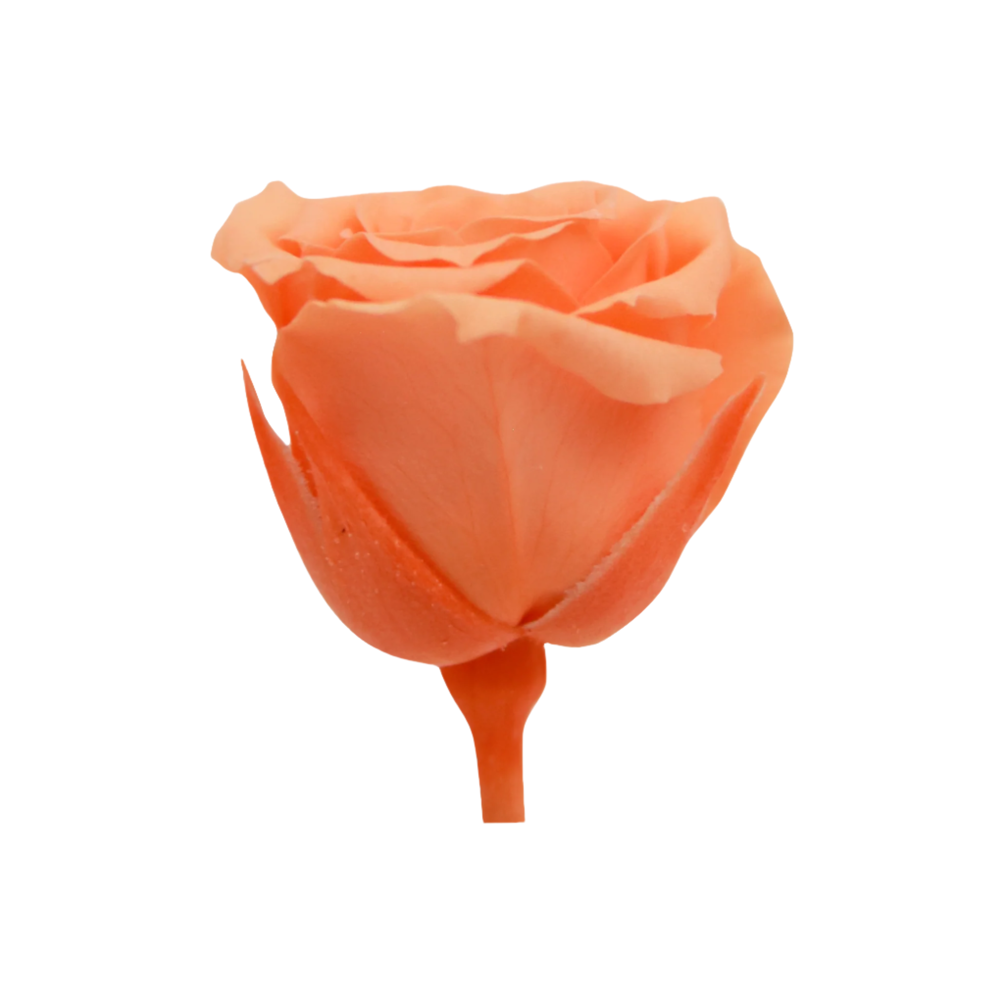 Peach princess mini rose head