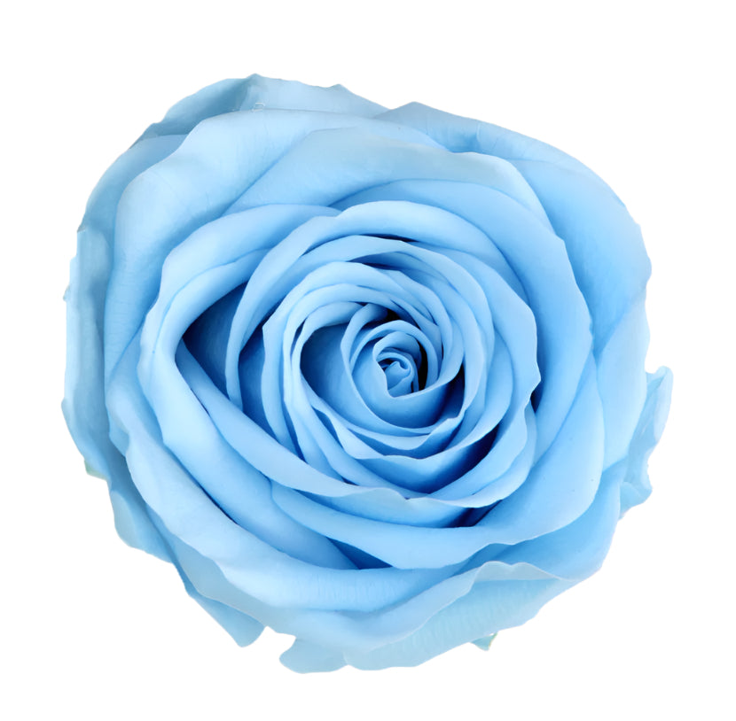 Queen rose head light blue