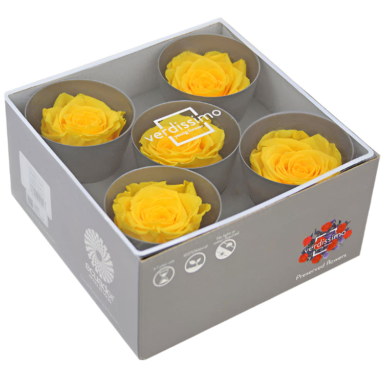 Five warm yellow queen rose heads in a box